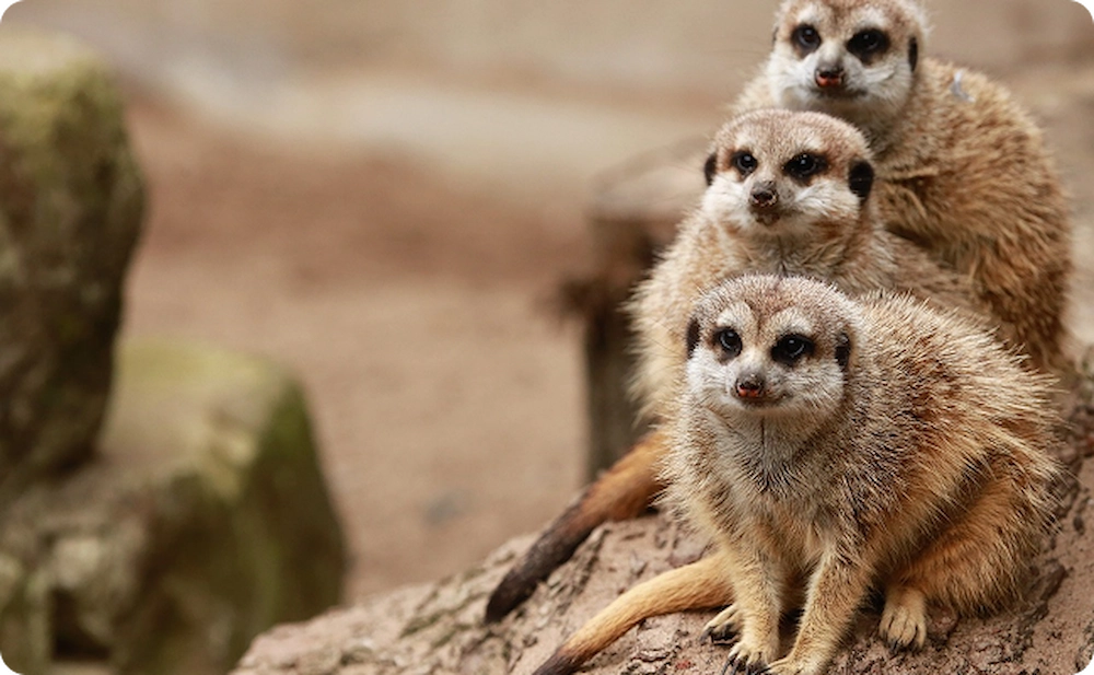 ZOO Dvůr Králové